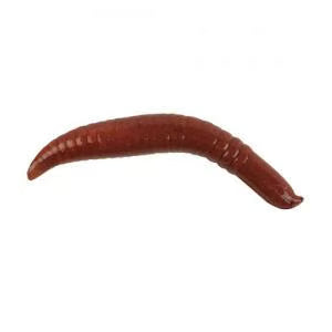Gulp! Alive! Floating Pinched Crawler 2" Garlic Infused - Nightcrawler