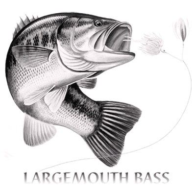 Largemouth Bass Drawing T-Shirt