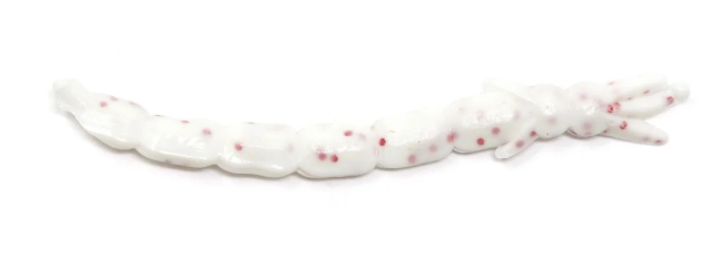 Clam Maki Plastics – Ice Fishing Soft Baits
