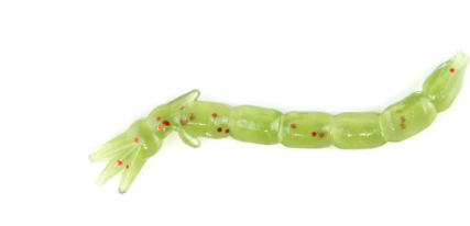 Clam Maki Plastics – Ice Fishing Soft Baits