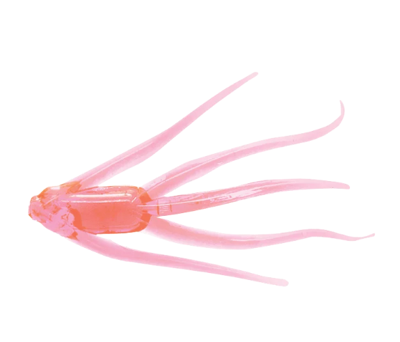 Clam Maki Plastics – Ice Fishing Soft Baits