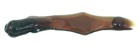 Clam Maki Plastics – Ice Fishing Soft Baits