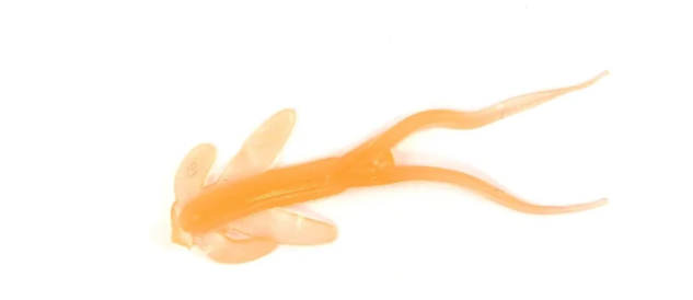 Clam Maki Plastics – Ice Fishing Soft Baits