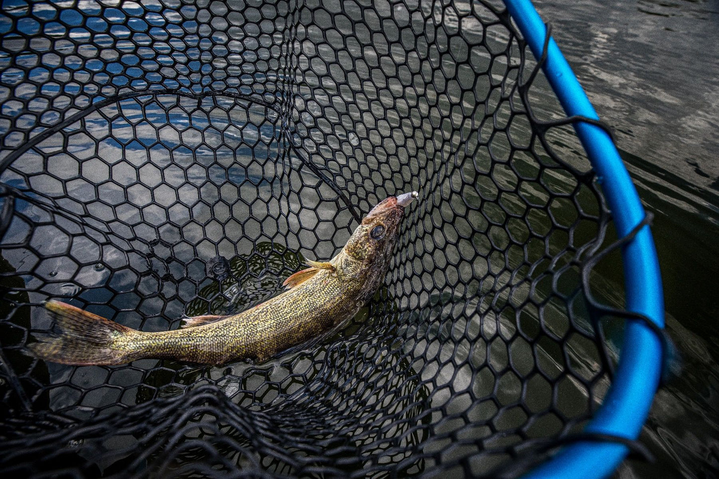 CLAM Fortis 175 Rubber Net