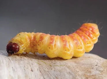 Butter Worms