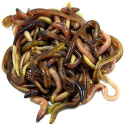 Jumbo Panfish Worms qty 30 - Sold in-store only…