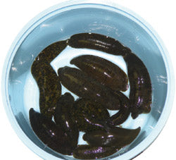 Leeches Jumbo 1 dozen - Sold In-store ONLY