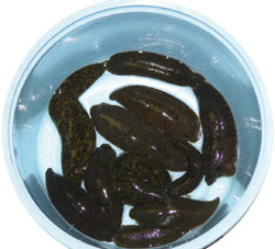 Leeches Panfish 1/4 pound - Sold In-store ONLY