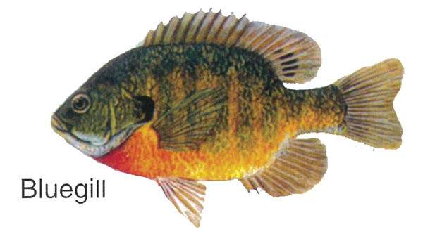 Pin Pals fish hat pin - view 2