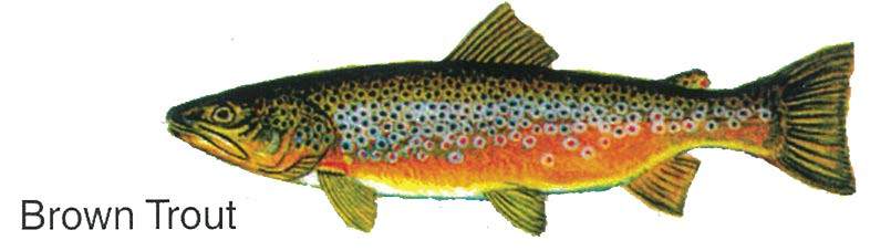 Pin Pals Fish Hat Pins