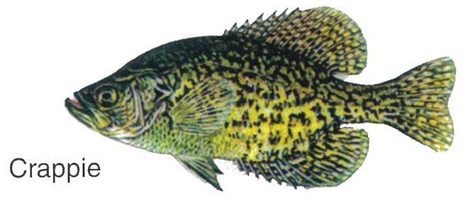 Pin Pals fish hat pin - view 3