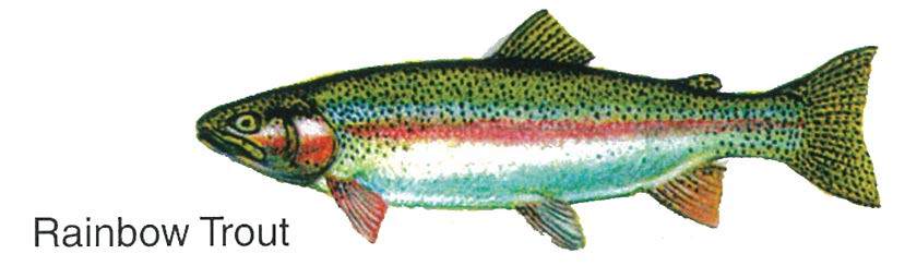 Pin Pals Fish Hat Pins