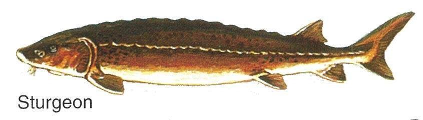 Pin Pals Fish Hat Pins