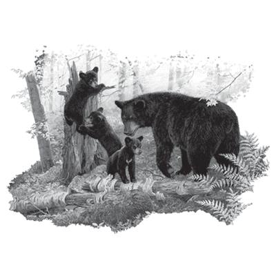 SolarTrans Bear and Cubs in Woods T-shirt
